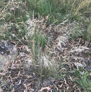 Poa sieberiana at Hughes, ACT - 3 Feb 2022 05:47 PM