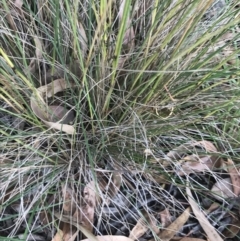 Poa sieberiana at Hughes, ACT - 3 Feb 2022