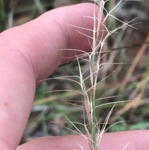 Aristida ramosa at Hughes, ACT - 3 Feb 2022