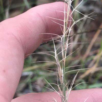 Aristida ramosa (Purple Wire Grass) at Red Hill to Yarralumla Creek - 3 Feb 2022 by Tapirlord