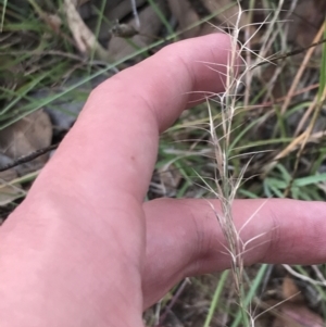 Aristida ramosa at Hughes, ACT - 3 Feb 2022 05:48 PM