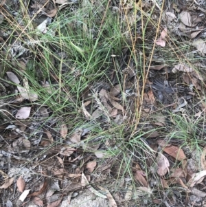 Aristida ramosa at Hughes, ACT - 3 Feb 2022