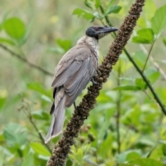 Philemon corniculatus (Noisy Friarbird) at Uriarra Recreation Reserve - 3 Feb 2022 by Kenp12