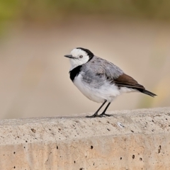 Epthianura albifrons (White-fronted Chat) at Undefined Area - 1 Feb 2022 by Kenp12