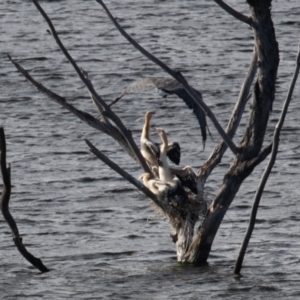 Haliaeetus leucogaster at Coree, ACT - 4 Feb 2022