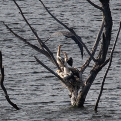 Haliaeetus leucogaster (White-bellied Sea-Eagle) at Lower Cotter Catchment - 3 Feb 2022 by rawshorty