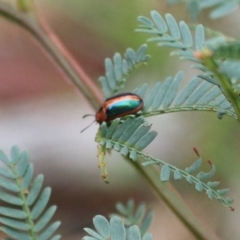 Calomela curtisi (Acacia leaf beetle) at Goulburn, NSW - 2 Feb 2022 by Rixon