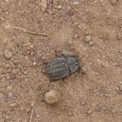 Helea ovata (Pie-dish beetle) at Coree, ACT - 4 Feb 2022 by GirtsO
