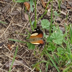 Vanessa itea (Yellow Admiral) at Cootralantra, NSW - 4 Feb 2022 by KellysBirdingBonanza