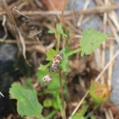 Coccinella transversalis (Transverse Ladybird) at Goulburn, NSW - 2 Feb 2022 by Rixon