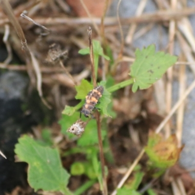 Coccinella transversalis (Transverse Ladybird) at Goulburn, NSW - 2 Feb 2022 by Rixon