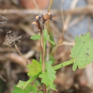 Coccinella transversalis at Goulburn, NSW - 2 Feb 2022