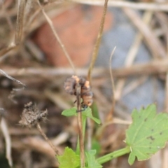 Coccinella transversalis at Goulburn, NSW - 2 Feb 2022