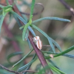 Opisthoncus abnormis at Goulburn, NSW - 2 Feb 2022