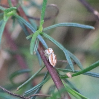 Opisthoncus abnormis (Long-legged Jumper) at Governers Hill Recreation Reserve - 2 Feb 2022 by Rixon