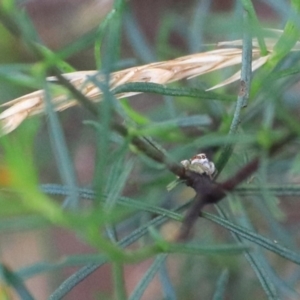 Opisthoncus abnormis at Goulburn, NSW - 2 Feb 2022 02:45 PM