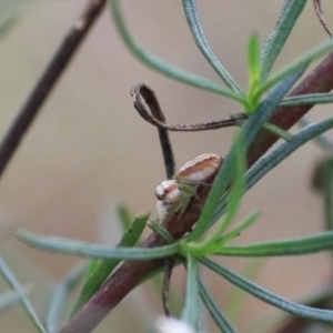 Opisthoncus abnormis at Goulburn, NSW - 2 Feb 2022 02:45 PM