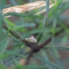 Opisthoncus abnormis at Goulburn, NSW - 2 Feb 2022 02:45 PM