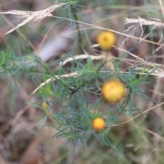 Opisthoncus abnormis at Goulburn, NSW - 2 Feb 2022 02:45 PM