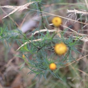 Opisthoncus abnormis at Goulburn, NSW - 2 Feb 2022 02:45 PM