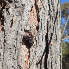 Rutilia (Donovanius) sp. (genus & subgenus) (A Bristle Fly) at Lions Youth Haven - Westwood Farm A.C.T. - 3 Feb 2022 by HelenCross