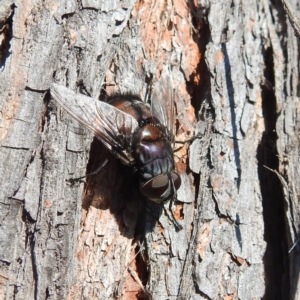 Rutilia (Donovanius) sp. (genus & subgenus) at Kambah, ACT - 4 Feb 2022