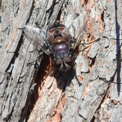 Rutilia (Donovanius) sp. (genus & subgenus) at Kambah, ACT - 4 Feb 2022