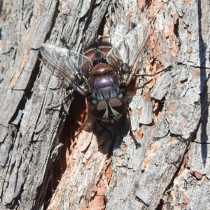 Rutilia (Donovanius) sp. (genus & subgenus) at Kambah, ACT - 4 Feb 2022