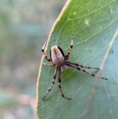 Araneinae (subfamily) (Orb weaver) at Jerrabomberra, NSW - 4 Feb 2022 by SteveBorkowskis