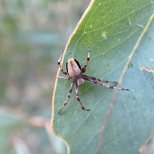 Araneinae (subfamily) at Jerrabomberra, NSW - 4 Feb 2022