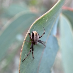 Araneinae (subfamily) at Jerrabomberra, NSW - 4 Feb 2022