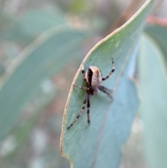 Araneinae (subfamily) at Jerrabomberra, NSW - 4 Feb 2022