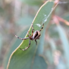 Araneinae (subfamily) at Jerrabomberra, NSW - 4 Feb 2022 05:37 PM