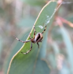 Araneinae (subfamily) at Jerrabomberra, NSW - 4 Feb 2022