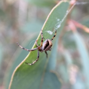 Araneinae (subfamily) at Jerrabomberra, NSW - 4 Feb 2022