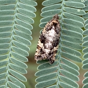 Asthenoptycha sphaltica and nearby species at Jerrabomberra, NSW - 4 Feb 2022