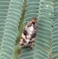 Asthenoptycha sphaltica and nearby species at Jerrabomberra, NSW - 4 Feb 2022