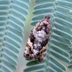 Asthenoptycha sphaltica and nearby species at Jerrabomberra, NSW - 4 Feb 2022