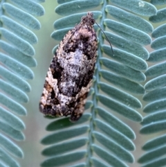 Asthenoptycha sphaltica and nearby species at Jerrabomberra, NSW - 4 Feb 2022 05:35 PM