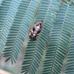 Asthenoptycha sphaltica and nearby species at Jerrabomberra, NSW - 4 Feb 2022 05:35 PM