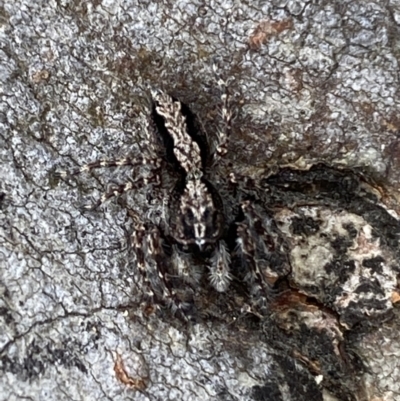 Clynotis severus (Stern Jumping Spider) at Jerrabomberra, NSW - 4 Feb 2022 by Steve_Bok