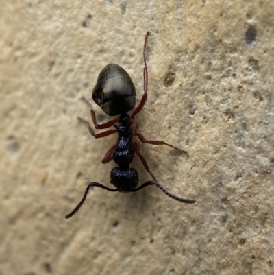 Dolichoderus scabridus (Dolly ant) at QPRC LGA - 4 Feb 2022 by Steve_Bok