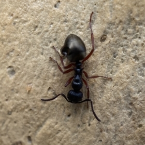 Dolichoderus scabridus at Googong, NSW - 4 Feb 2022