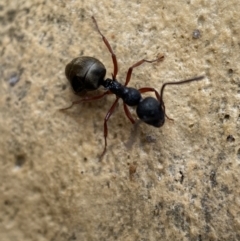 Dolichoderus scabridus at Googong, NSW - 4 Feb 2022