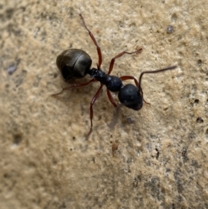 Dolichoderus scabridus at Googong, NSW - 4 Feb 2022