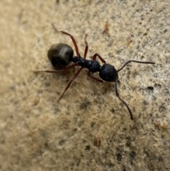 Dolichoderus scabridus at Googong, NSW - 4 Feb 2022