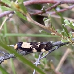 Palimmeces leucopelta (A concealer moth) at Googong, NSW - 4 Feb 2022 by Steve_Bok