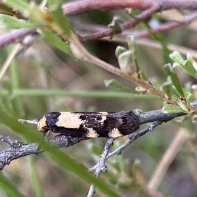 Palimmeces leucopelta (A concealer moth) at Googong, NSW - 4 Feb 2022 by Steve_Bok