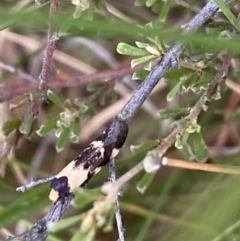 Palimmeces leucopelta at Googong, NSW - 4 Feb 2022