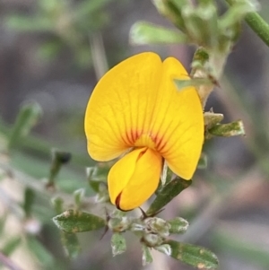 Pultenaea microphylla at Googong, NSW - 4 Feb 2022 04:01 PM